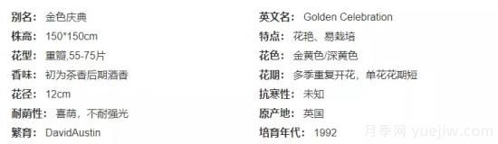 推荐高颜值且好养的10个藤本月季，看一眼就爱上(图14)