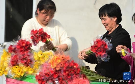 冬日大棚鲜花开(图3) 沧州献县:冬日大棚鲜花开(图3)