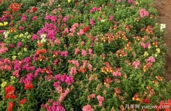 需求量大的花镜植物，极具艺术感(图1)