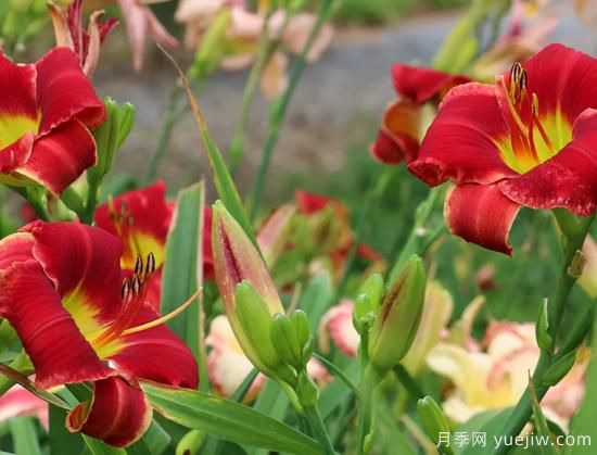 需求量大的花镜植物，极具艺术感(图2)