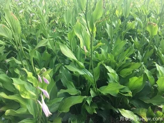 需求量大的花镜植物，极具艺术感(图5)