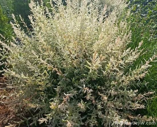 需求量大的花镜植物，极具艺术感(图8)