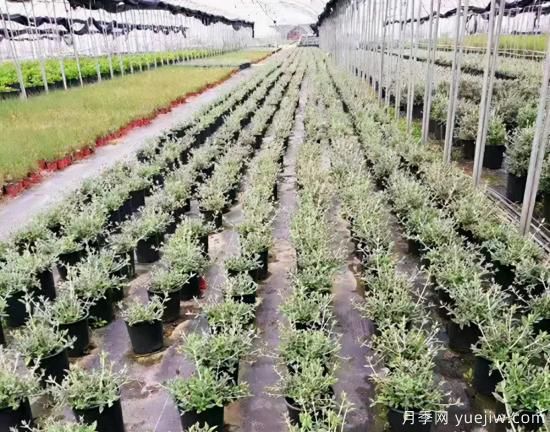 需求量大的花镜植物，极具艺术感(图9)