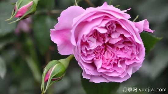 河本纯子天使系列月季，颜值担当温柔灵动(图5)