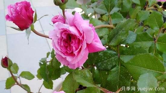 河本纯子天使系列月季，颜值担当温柔灵动(图6)