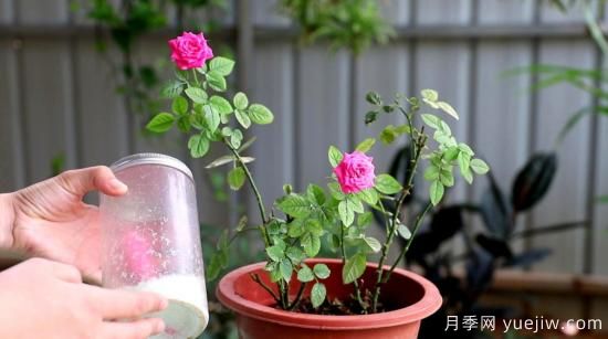 微型月季的种植小技巧(图5)