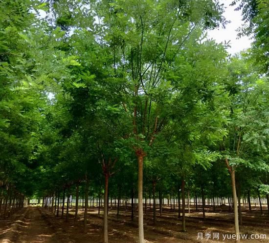 乡土树种为什么火？(图1)