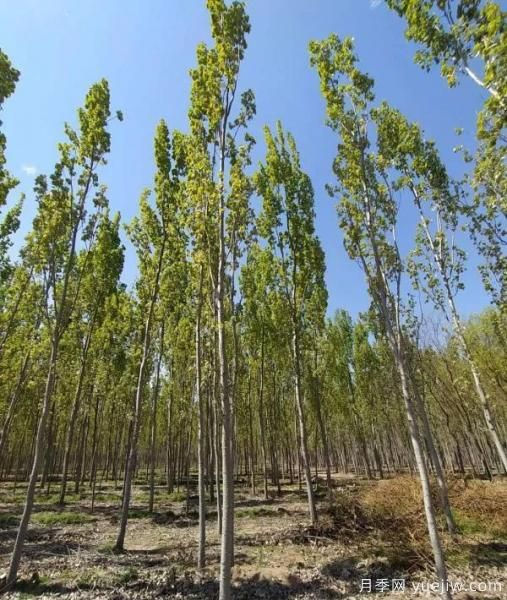 乡土树种为什么火？(图3)
