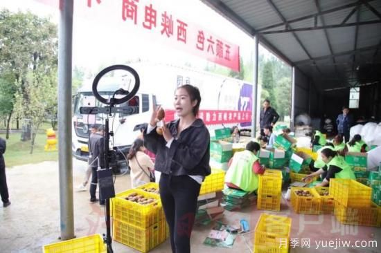 南阳西峡：让猕猴桃插上电商的翅膀(图1)