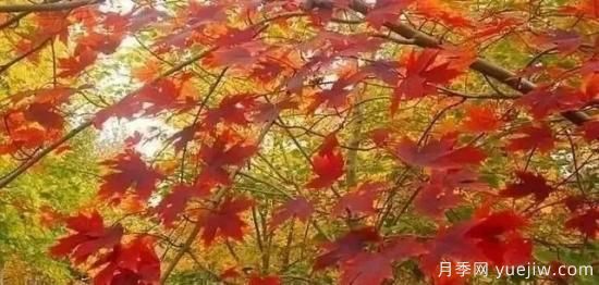 深度分析彩叶树种的种类、配置原则和应用(图1)