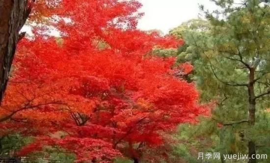 深度分析彩叶树种的种类、配置原则和应用(图3)