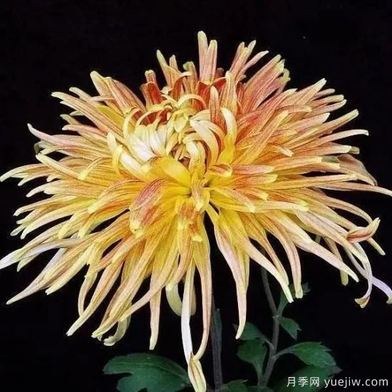 识花瓣，辨花型...快收好这份赏菊“门道”(图4)