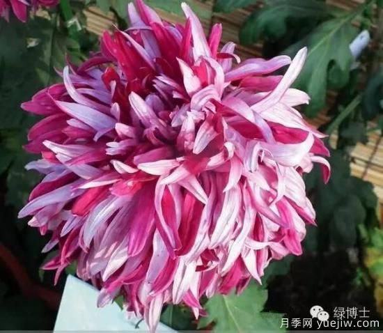 识花瓣，辨花型...快收好这份赏菊“门道”(图5)