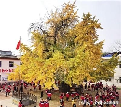 南阳：千年银杏披金甲 传奇故事代代传(图1)