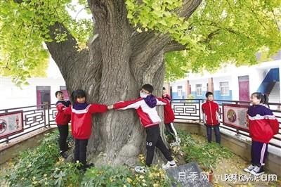 南阳：千年银杏披金甲 传奇故事代代传(图3)