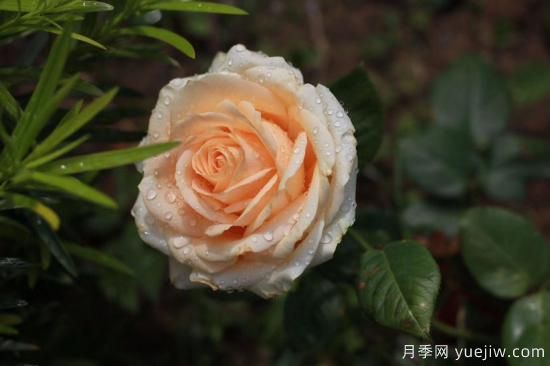 适合新手养的月季,花朵一个比一个大,花期还超长待机(图5) 适合新手养的4个月季,花朵大花期长还香(图3)