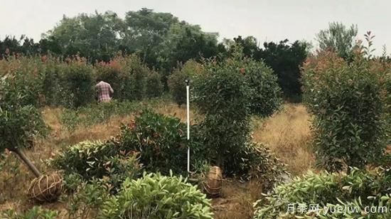 11月苗木养护方法全解,拿稳了!(图1) 11月苗木养护方法全解(图1)