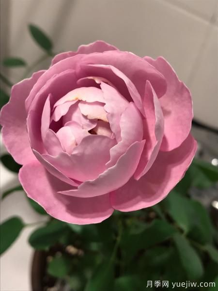 羊脂香水月季，以香闻名，花美如芍药，四季能开花(图3)