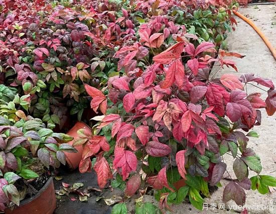 2022年Q1季度畅销苗木(图1)