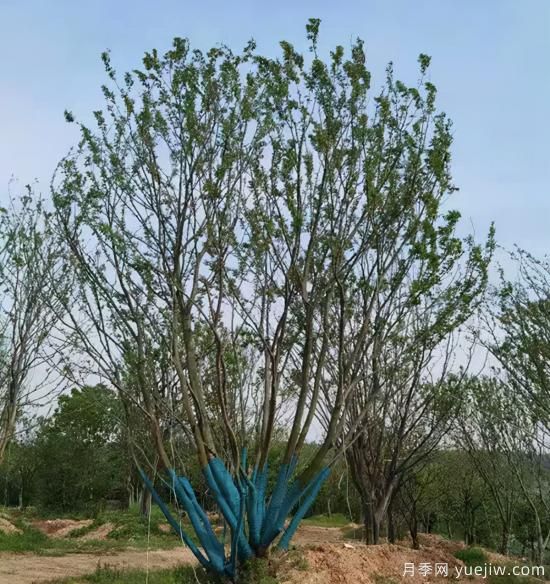 2022年Q1季度畅销苗木(图6)