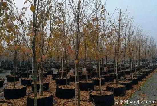 育苗容器影响苗木生长吗？应该如何选择容器苗？(图3)