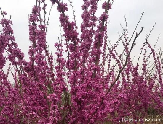 网红树木悄然兴起，是否预示着大好行情？(图5)