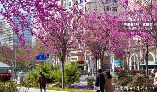 四季春1号紫荆树秋冬季施肥建议(图1)