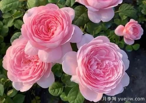 娇俏仙子,粉嫩少女心,瑞典女王月季(图1) 娇俏仙子粉嫩少女心,瑞典女王月季(图1)