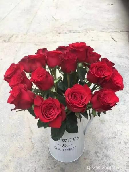 红色切花月季经典主流，推荐十种经典常见的红玫瑰(图6)