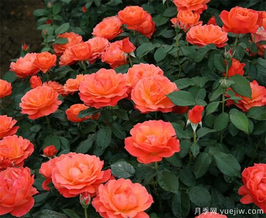 大花月季苗烂根的要素有什么(图1) 盆栽大花月季苗烂根如何判断?(图1)