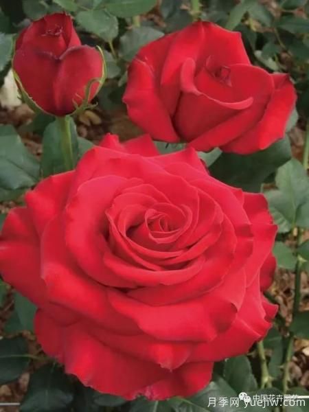 谈谈中国月季的发展史，致敬中国的月季育种家前辈们！(图41)