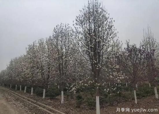 11月下旬热门苗木市场价格一览(图1)