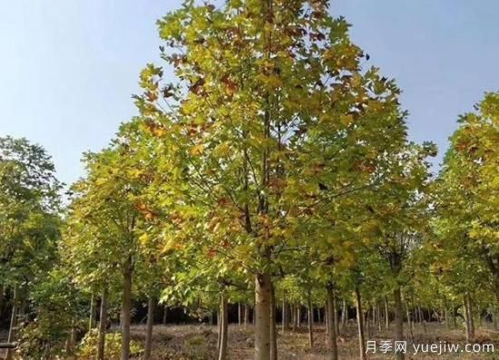 11月下旬热门苗木市场价格一览(图6)