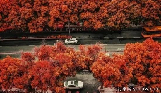 树木在园林绿化中的分类(图1)