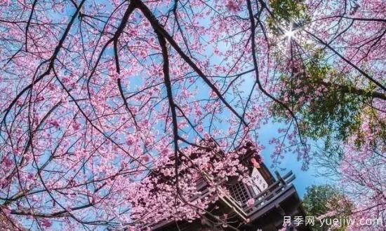 树木在园林绿化中的分类(图2)