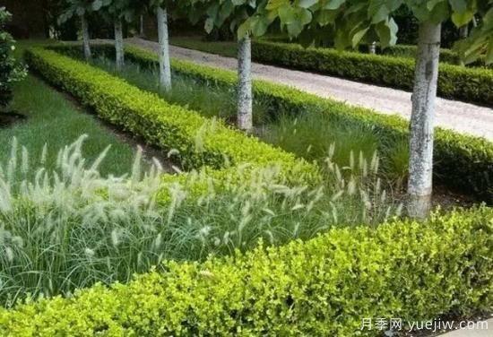 树木在园林绿化中的分类(图3)