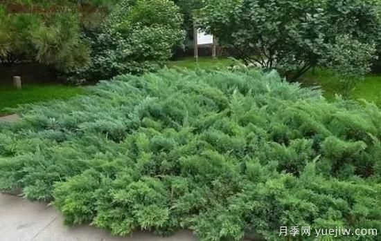 树木在园林绿化中的分类(图4)