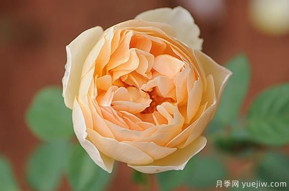 对奥斯汀月季欲罢不能,尤爱无名的裘德(图1) 对奥斯汀月季欲罢不能,尤爱无名的裘德(图1)