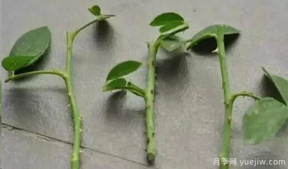 为什么月季扦插总是黑杆?教你“黄金3招”成活率妥妥的!(图10) 为什么月季扦插总是黑杆?掌握必备要素就成功(图3)
