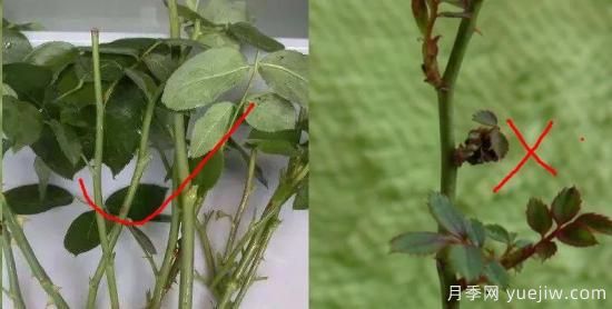 为什么月季扦插总是黑杆?教你“黄金3招”成活率妥妥的!(图9) 为什么月季扦插总是黑杆?掌握必备要素就成功(图2)