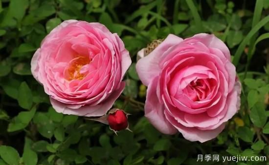 常见的18种藤本月季优缺点，对号入座选择(图6)