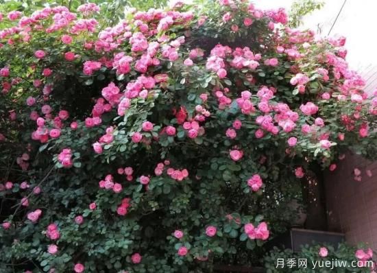 常见的18种藤本月季优缺点，对号入座选择(图8)