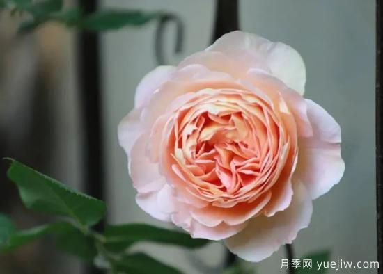 常见的18种藤本月季优缺点，对号入座选择(图10)