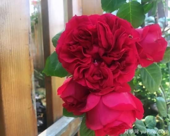 常见的18种藤本月季优缺点，对号入座选择(图13)