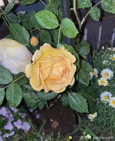 常见的18种藤本月季优缺点，对号入座选择(图14)