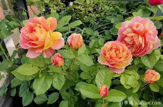 常见的18种藤本月季优缺点，对号入座选择(图16)