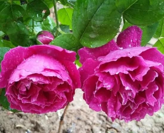 常见的18种藤本月季优缺点，对号入座选择(图17)