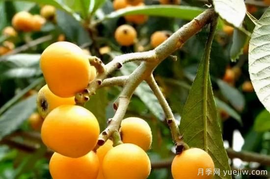 大五星枇杷树苗的栽种管理方法(图3) 大五星枇杷树苗的栽种管理方法(图1)