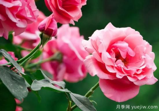 月季和玫瑰如何区分？图解科普很详细(图1)