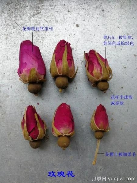 月季和玫瑰如何区分？图解科普很详细(图3)